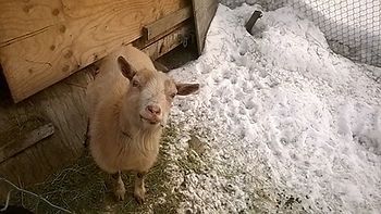 Snowball, notre (maigre) source de lait.