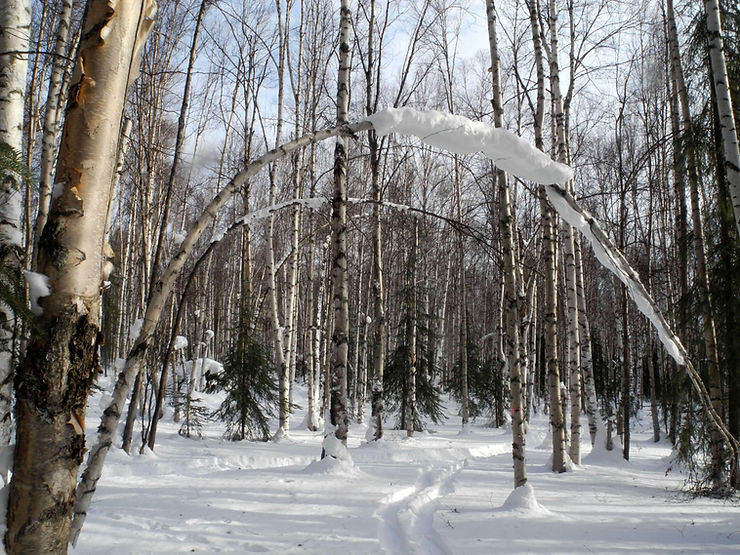 La nature nous survivra - au moins en Alaska