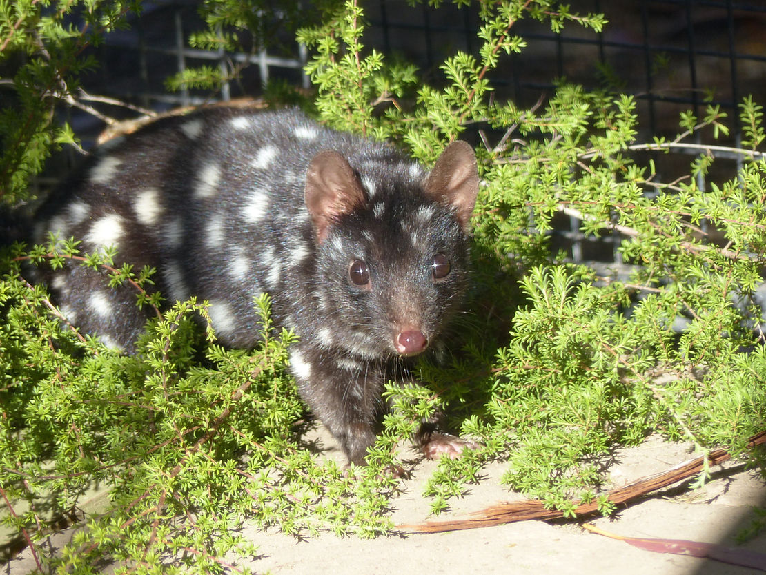 L'un des petits mammifères australiens menacès par ces nouveaux prèdateurs est le chat marsupial moucheté.