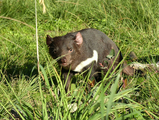 Un autre curieux animal actuellement menacé : le diable de Tasmanie.
