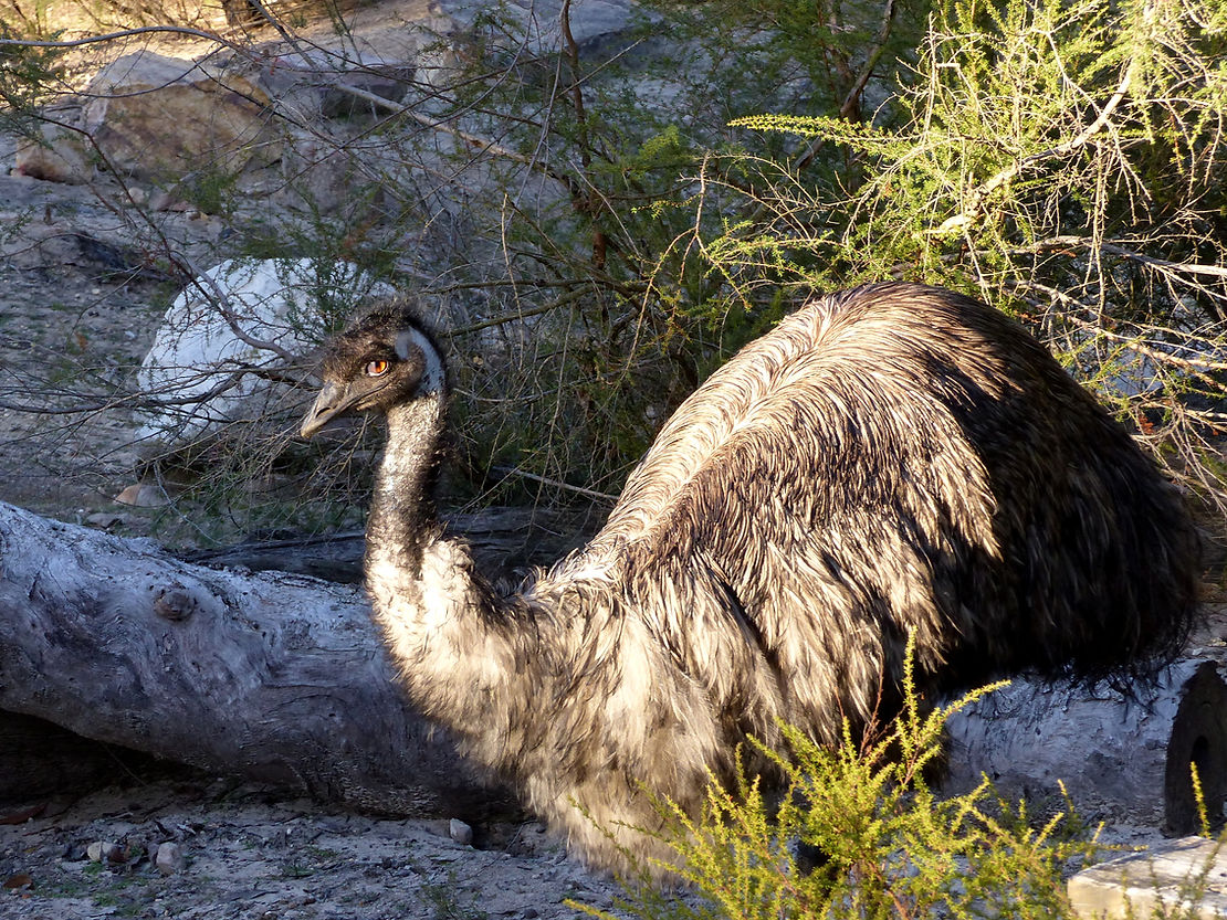 L'émeu, un autre animal bien australien, non menacé celui-là.