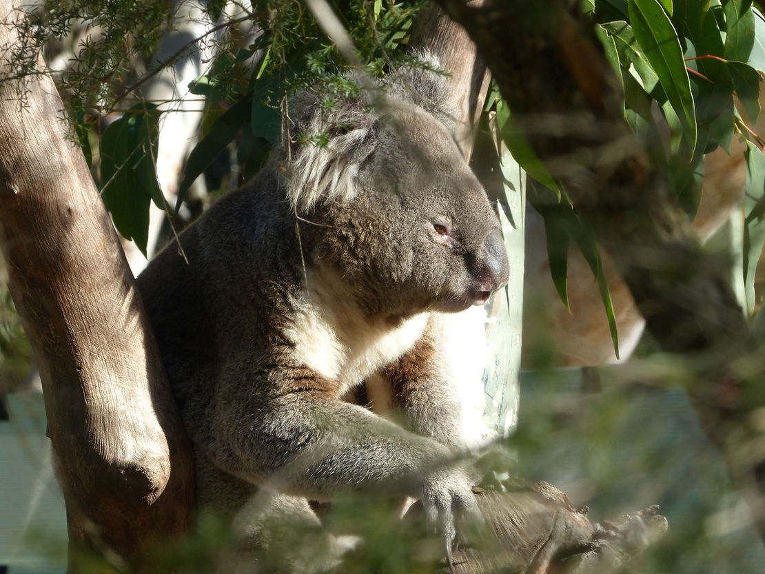 Un animal que les colons anglais trouvèrent bien étrange, aujourd'hui symbole du pays : le koala.
