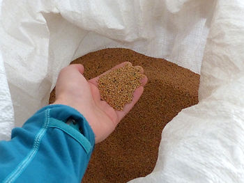 Des graines de la récolte précédente prêtes à être replantées en pépinière