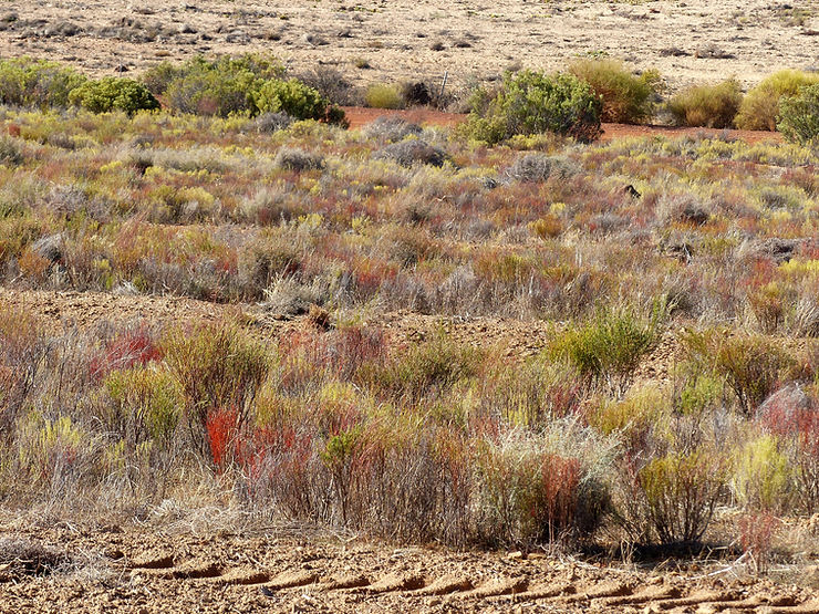 Le buisson ardent de la brousse.
