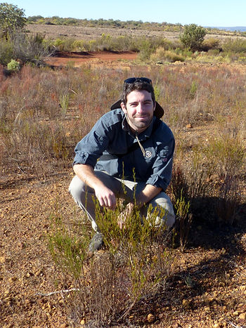 Le rooibos : une plante rase aux toutes petites feuilles oblongues.