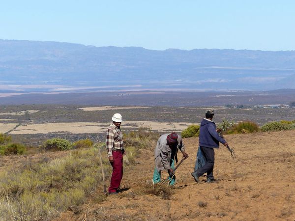 Le Rooibos d&rsquo;Afrique du&nbsp;Sud