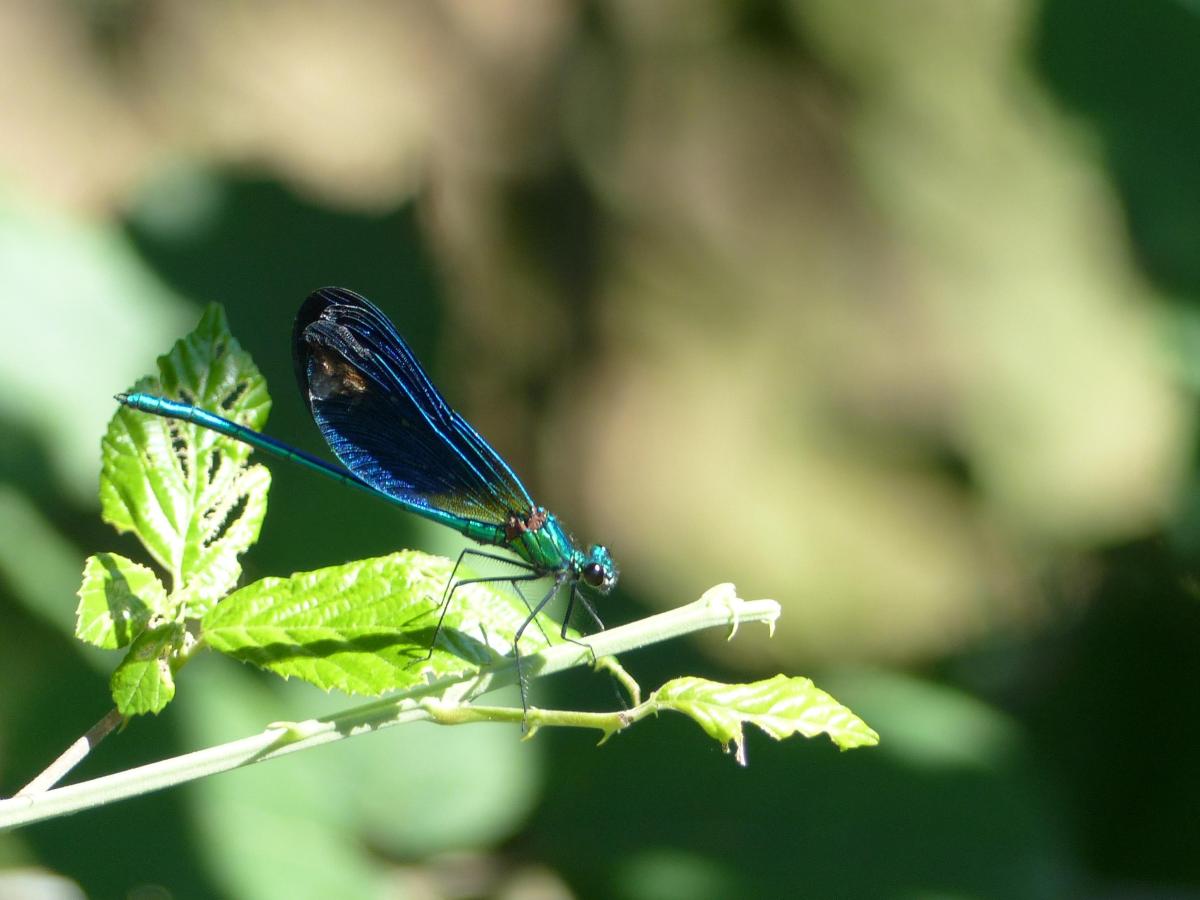 Un grain de&nbsp;sable